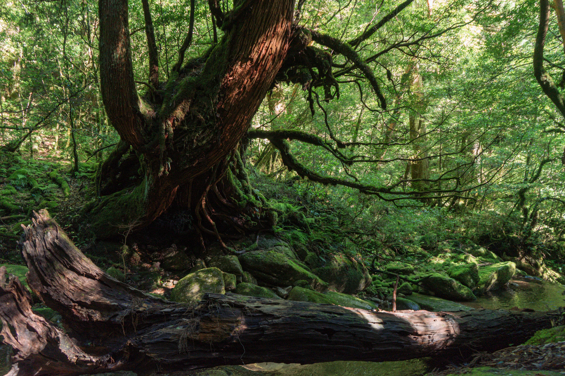 Mossy green forest with old trees and soft daylight